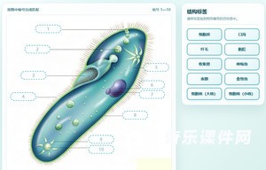 草履虫结构