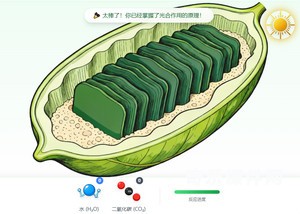 光合作用：能量工厂
