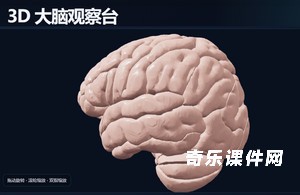 3D 大脑观察台