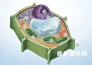 点击识别细胞器