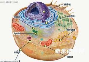 动植物细胞结构观察