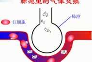 中学生物精美动图GIF